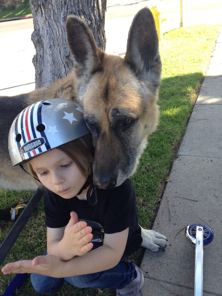 A rescued German Shepherd leaning in beneath a tree.
