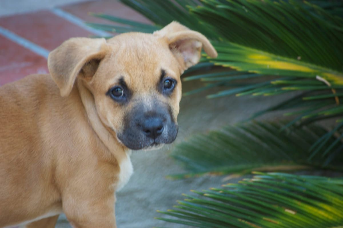 A tan rescued puppy resting in the shade.