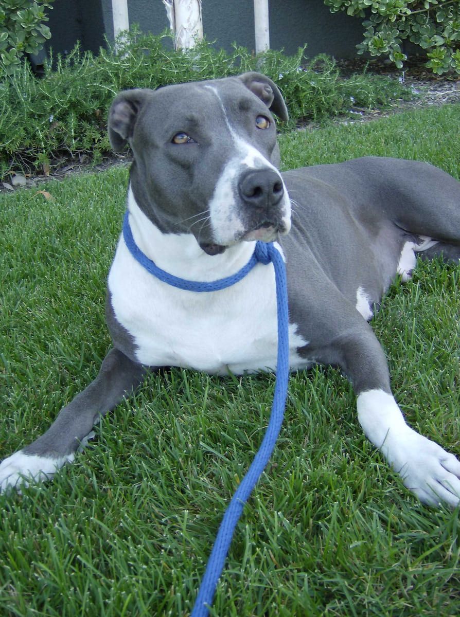 A grey and white rescued dog lying in the grass.