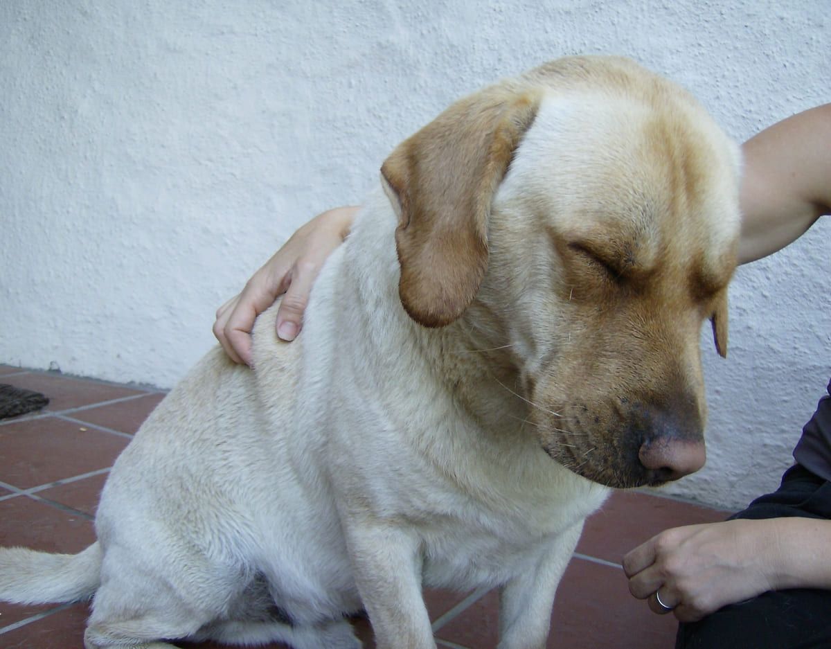 A yellow Labrador being petted.