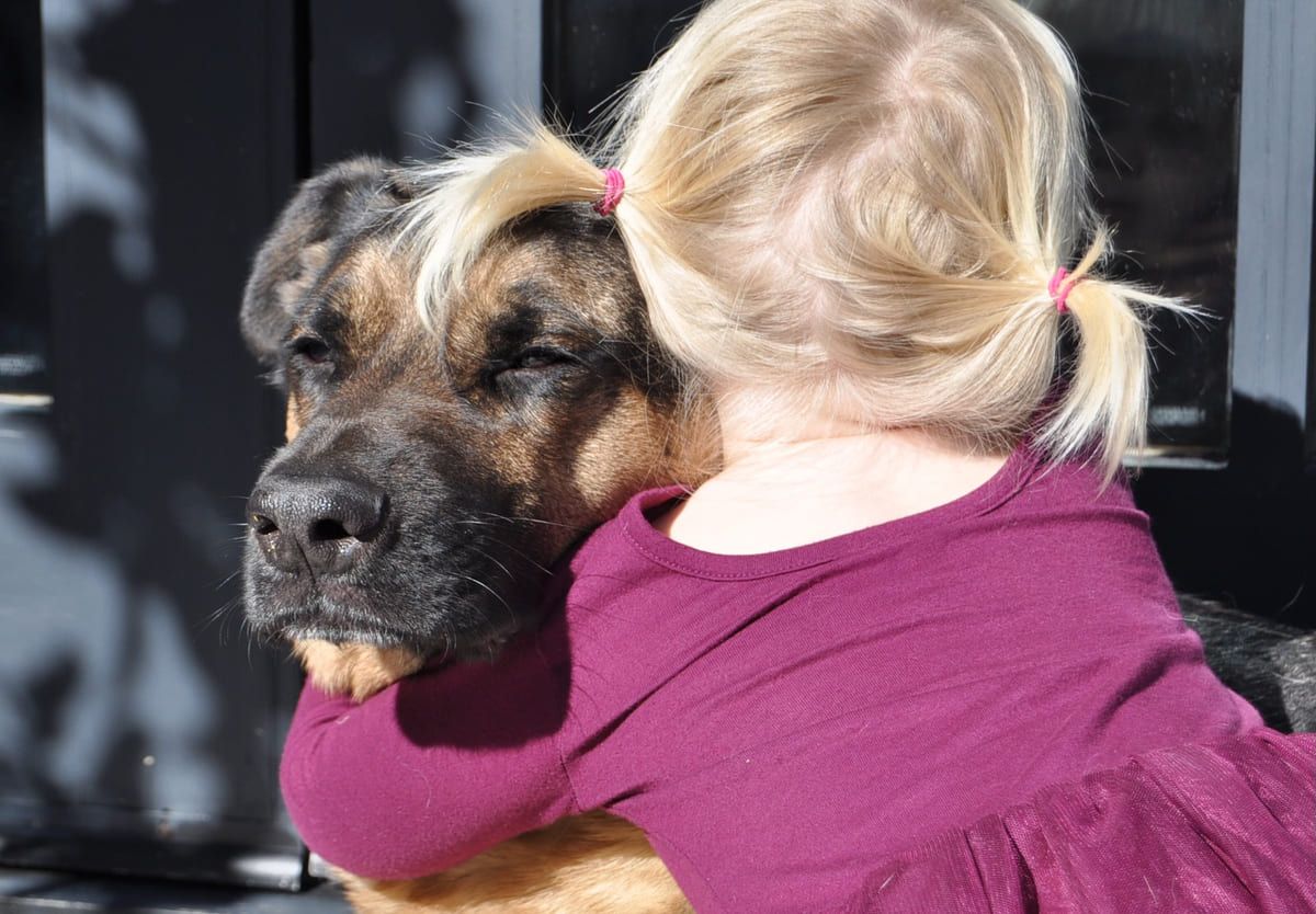 A rescued German Shepherd being held close.