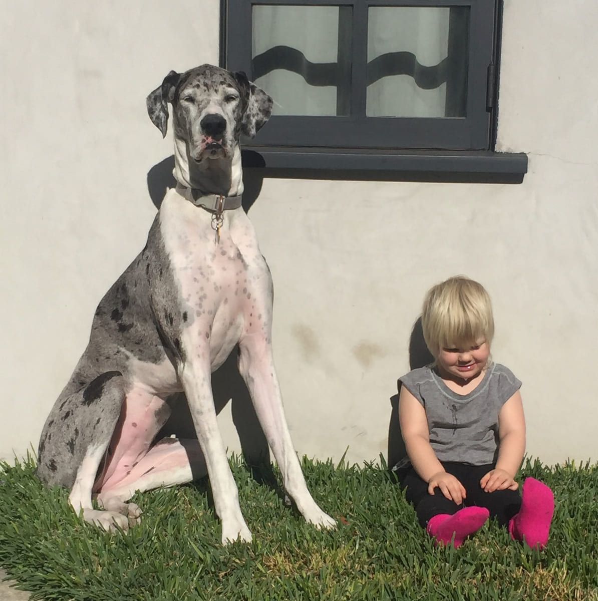 Lily sitting tall beside the garden wall.