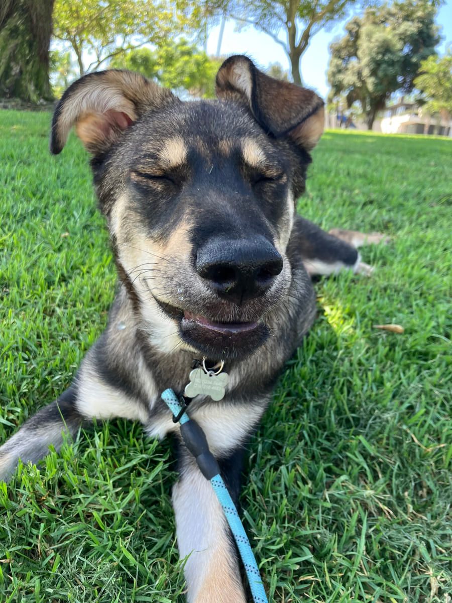 A rescued shepherd mix lying in the grass on a lead.