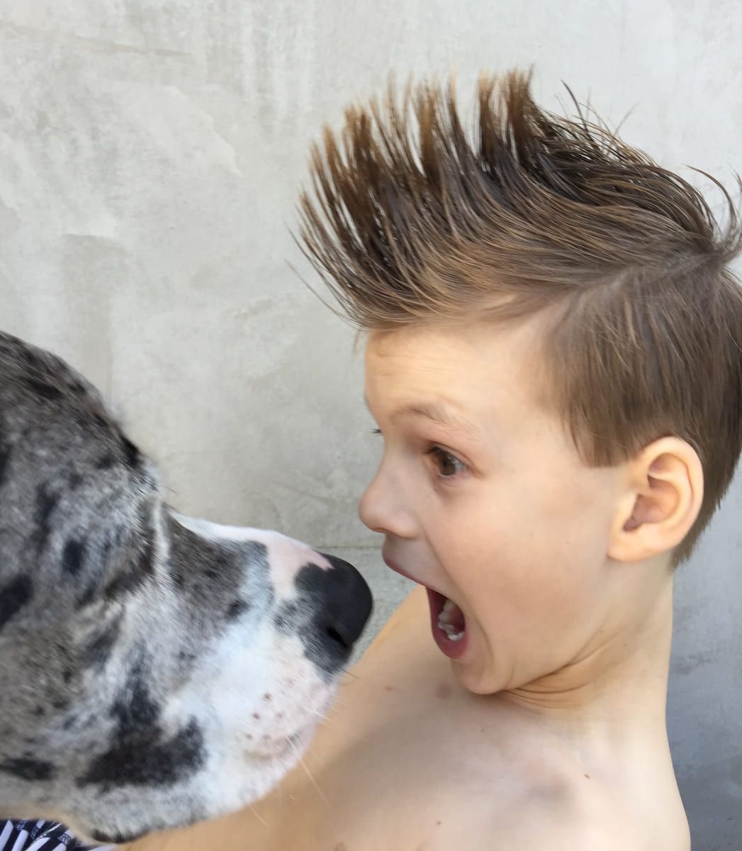 A Great Dane leaning in cheek to cheek.