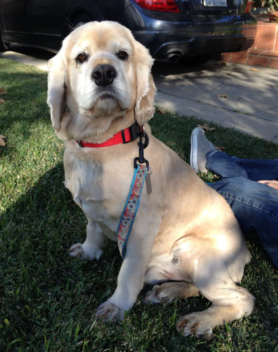 A cream cocker spaniel sitting on the lawn.