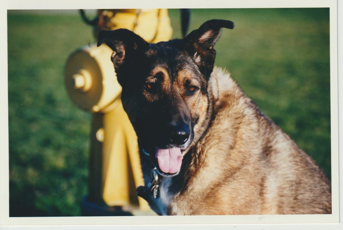 Charlie, Kathryn's first dog, in the sunshine beside a fire hydrant.