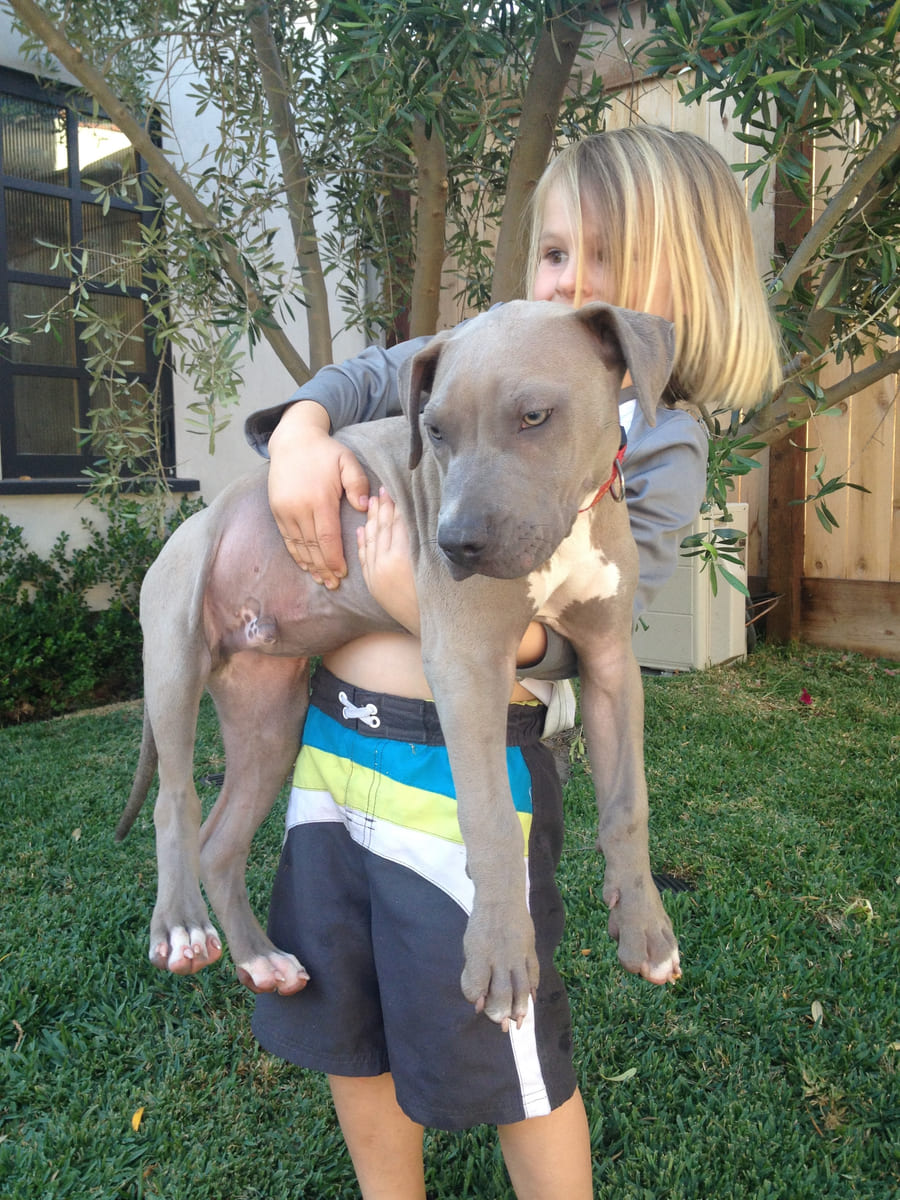 A grey rescued puppy held close outdoors.