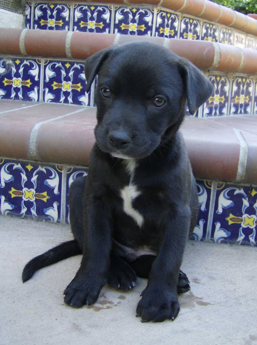 A black rescued puppy sitting on tiled steps.