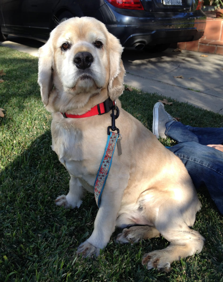 A cream cocker spaniel sitting on the lawn.