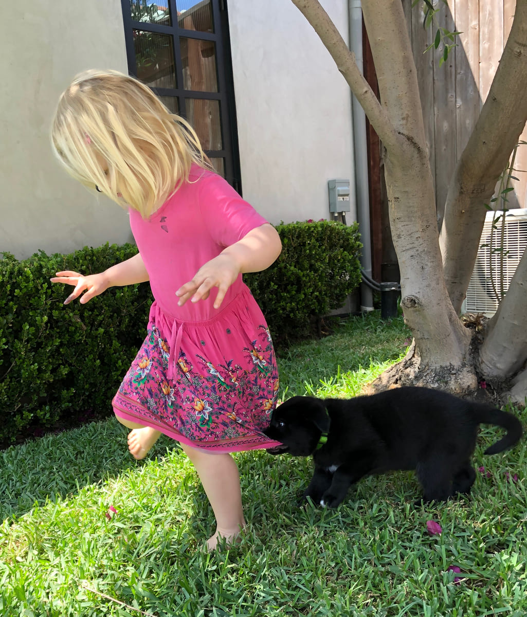 A black rescued puppy playing on the grass.