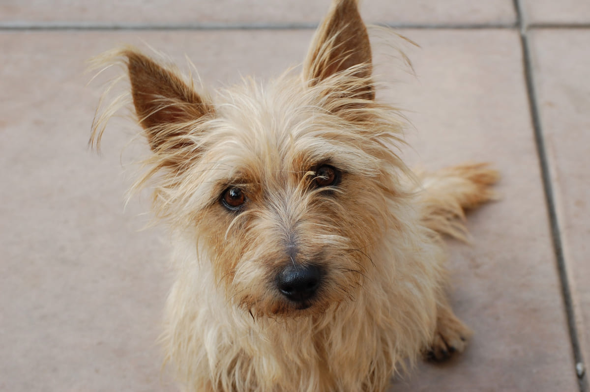 A small scruffy rescued terrier.
