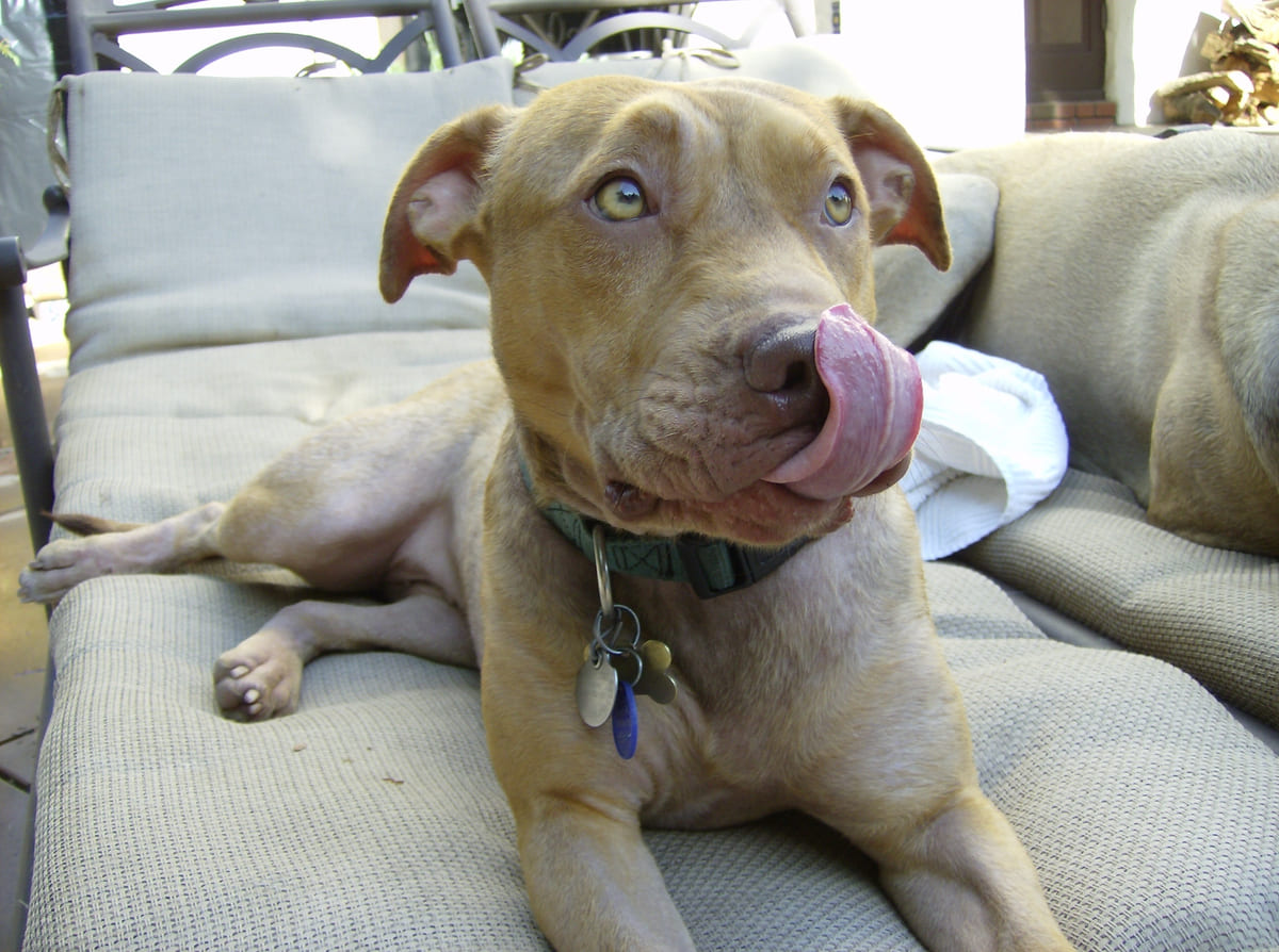 A rescued dog stretched out on a couch.