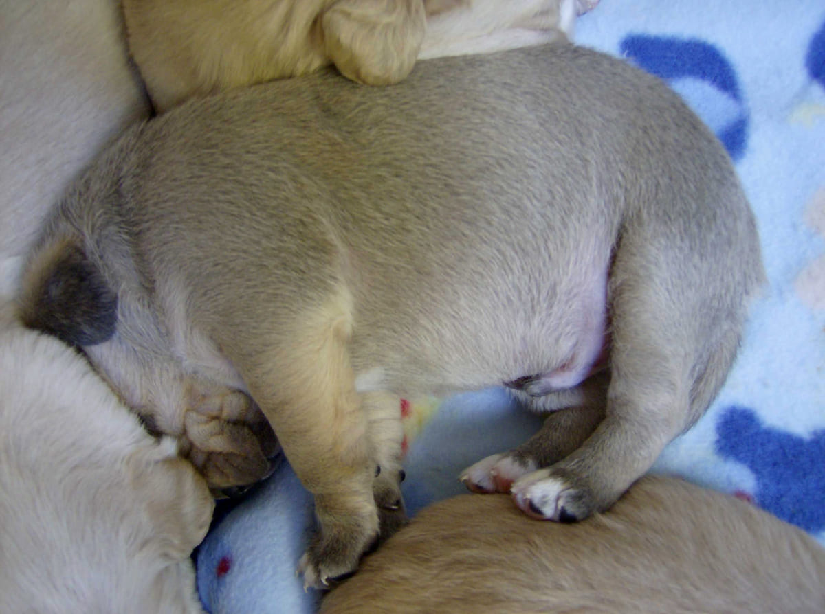 A rescued puppy curled up fast asleep.