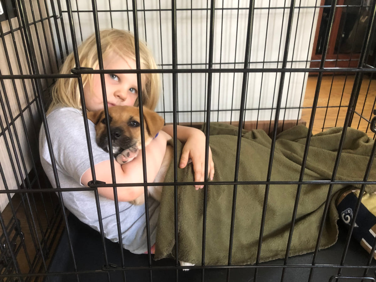 A rescued puppy in a crate lined with a blanket.