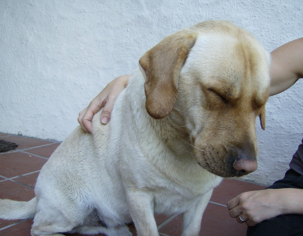 A yellow Labrador being petted.