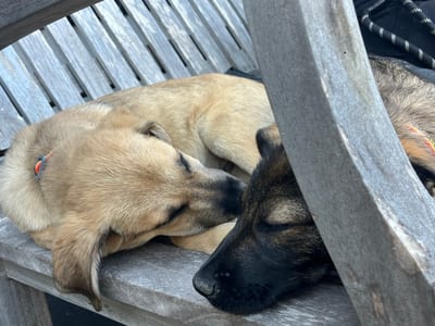 Bennie & Jet