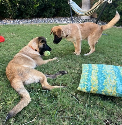 Molly & Tinka