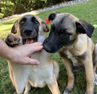 Molly & Tinka