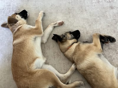 Molly & Tinka