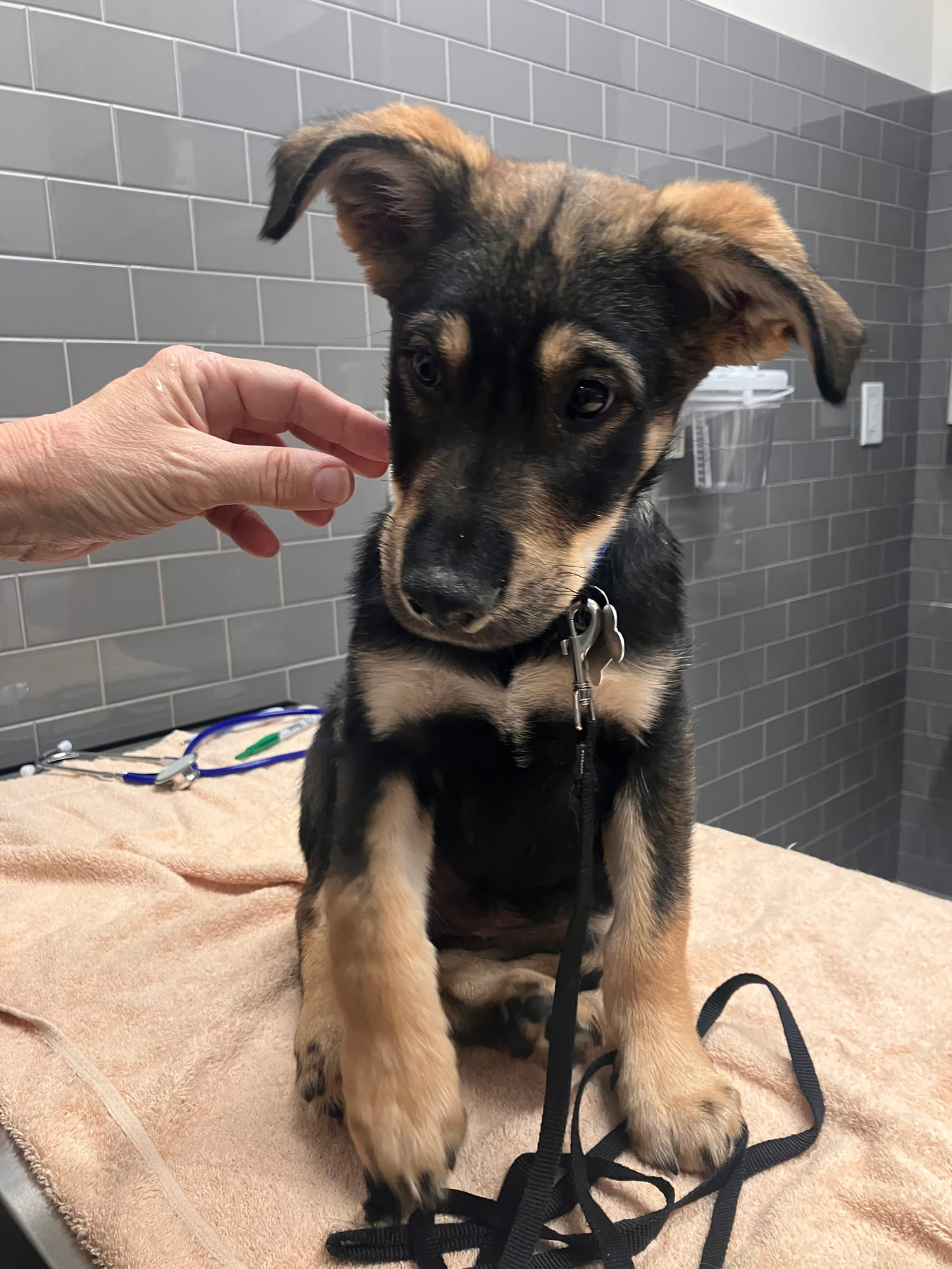 Billie sitting up straight, ears forward.