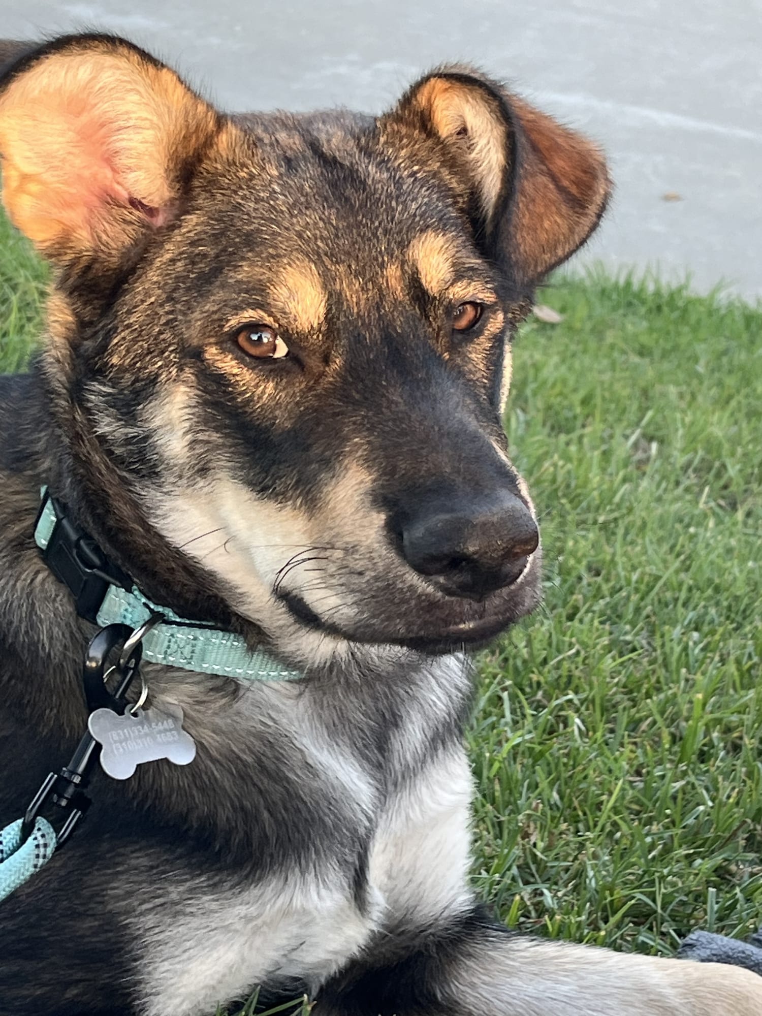 Billie in the front yard with sun