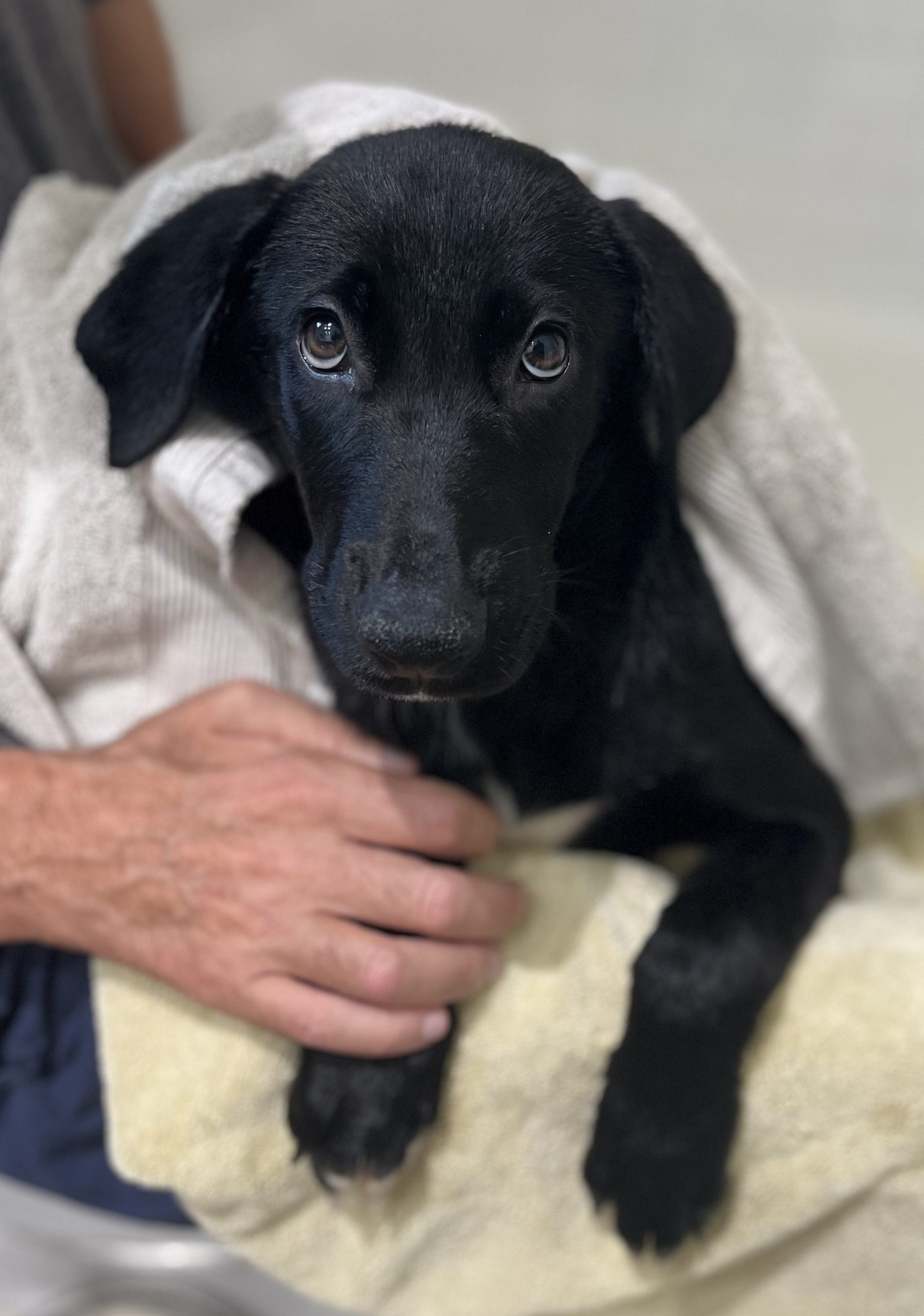Dolly bath shot