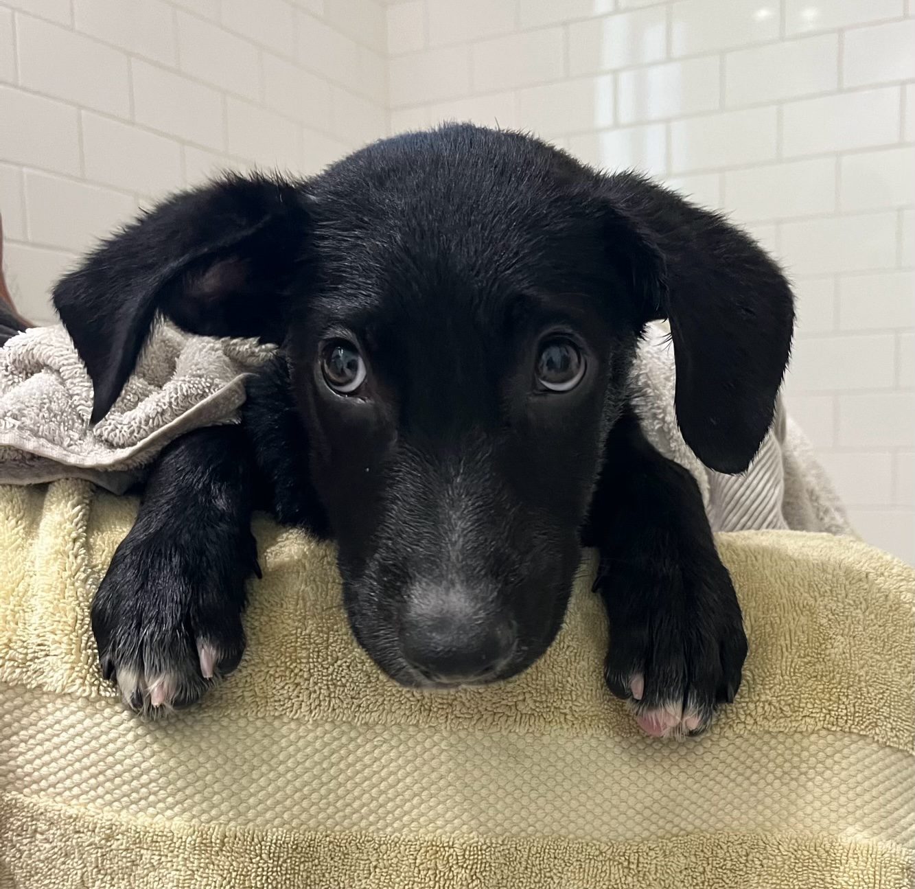 emmylou bath 2