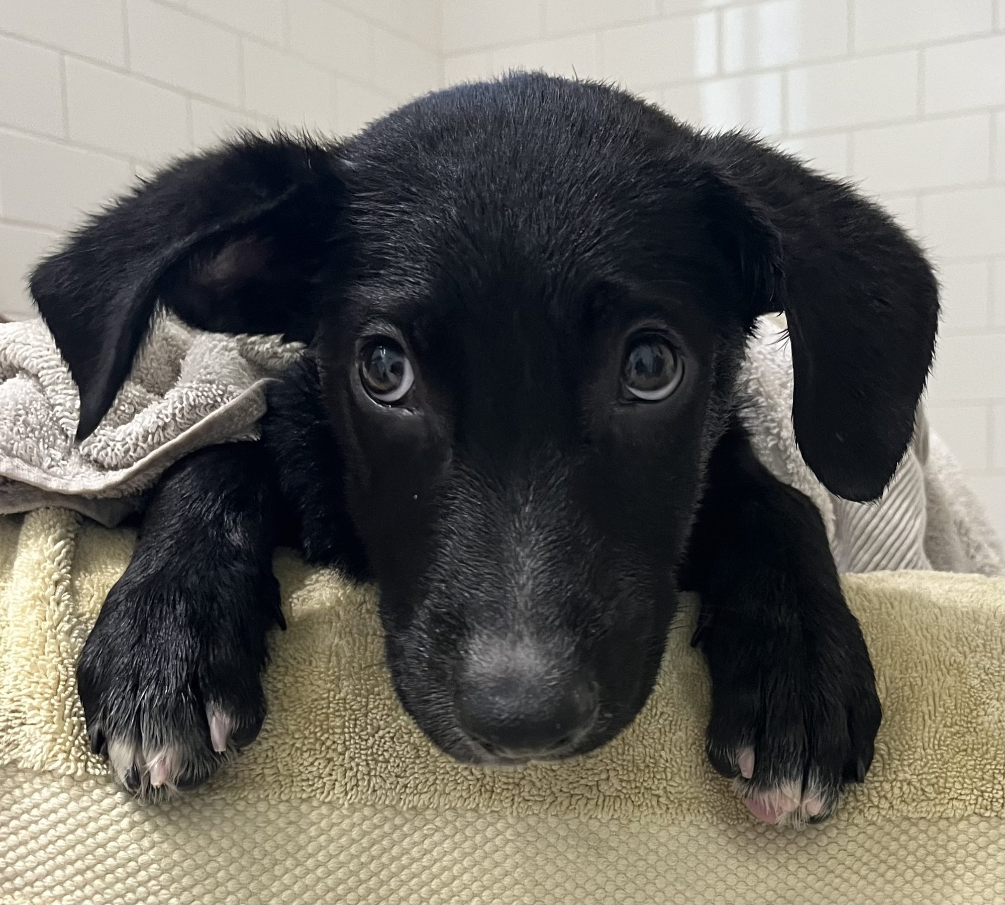 Emmylou bath