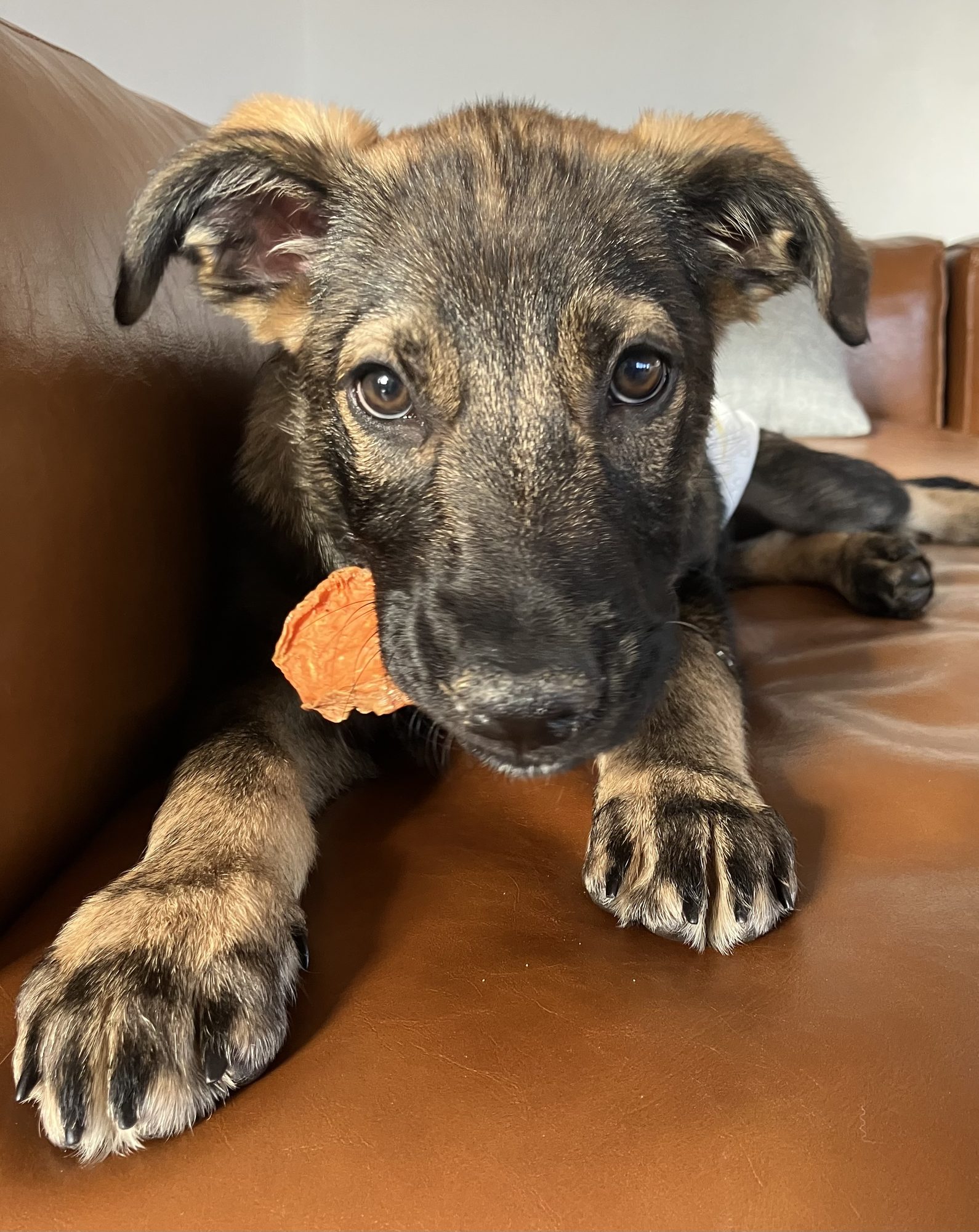sweet potato 2