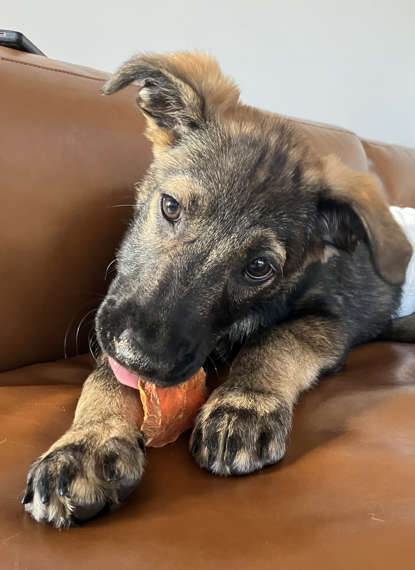 sweet potato 3