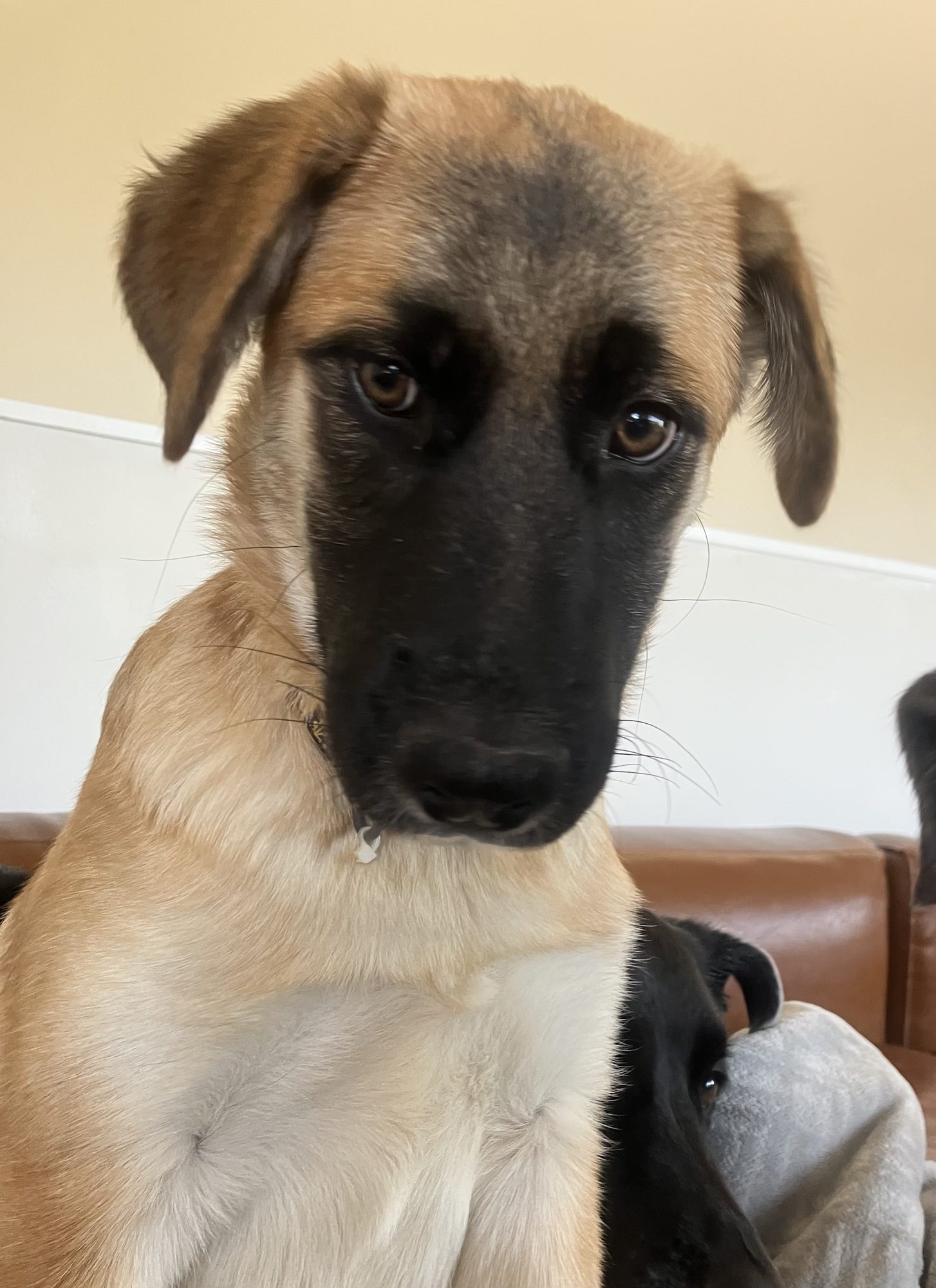 Mollie sitting up