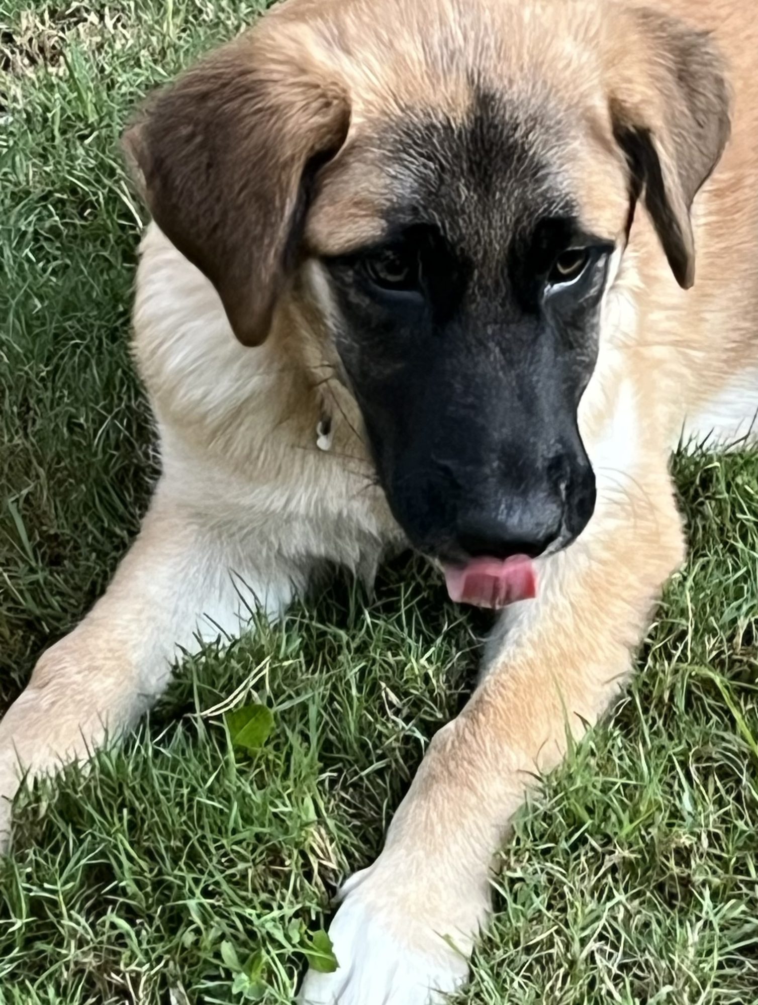 Molly backyard